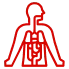 Anatomy icon