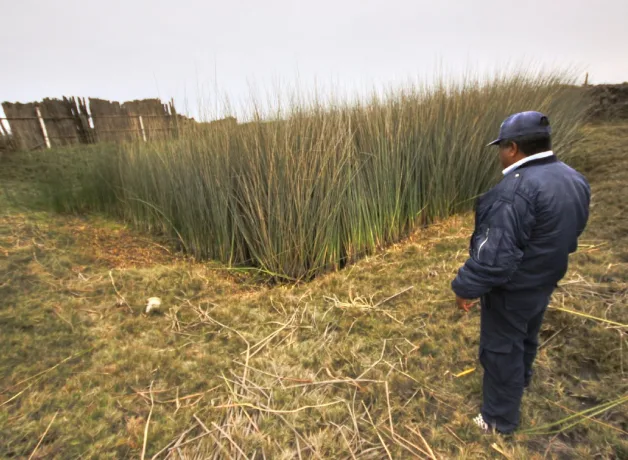 alerta-ambiental-totora-en-peligro alerta-ambiental-totora-en-peligro