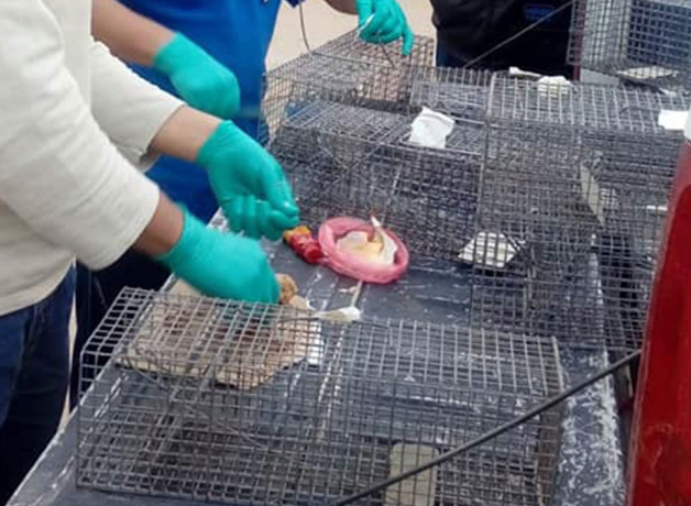 leptospirosis-en-auge-en-el-peru