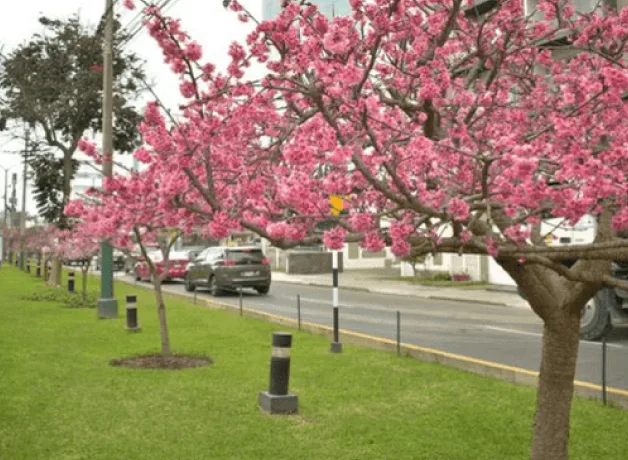 llegada-de-la-primavera-2025 llegada-de-la-primavera-2025