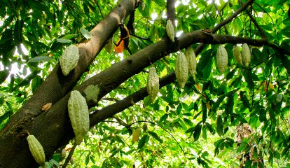 hongos-nativos-que-transforman-el-campo