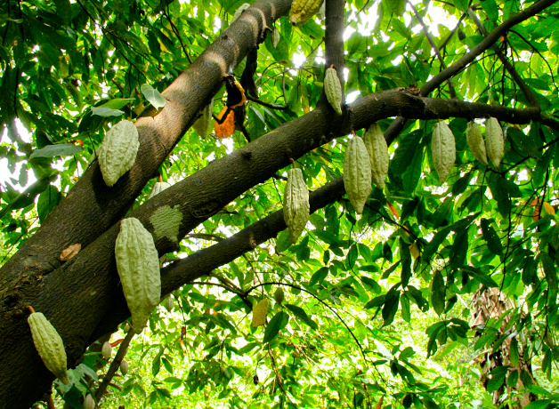 hongos-nativos-que-transforman-el-campo hongos-nativos-que-transforman-el-campo